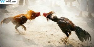 Những yếu tố chọn ra chú gà thích hợp