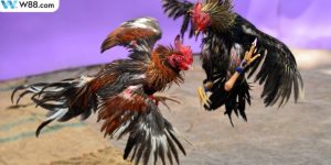 Một số cách diễn ra về trận đấu đá gà Thomo tại WW88