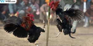 Tham gia cá cược chọi gà tại website uy tín để tránh rủi ro